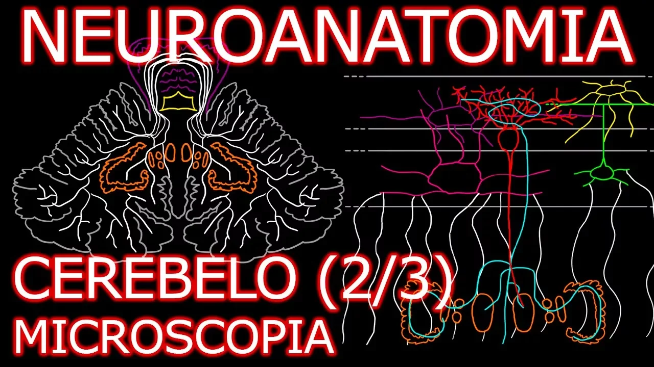 Aula: Neuroanatomia - Cerebelo (Córtex Cerebelar e Microscopia) - Neuroanatomia Humana #8.2