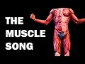 THE MUSCLES SONG Learn in 3 Minutes