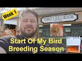 Lagu My Bird Breeding Season Week 1 | Putting My Canaries Down | Nest Building How Many Eggs Have We Got?