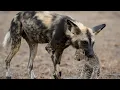 Download Lagu A Leopard Cub Lost His Mother… Then a Wild Dog Did the Unthinkable