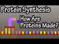 What Is Protein Synthesis - How Are Proteins Made