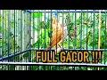 Download Lagu CUCAK RAWIS GACOR FULL COCOK UNTUK PANCINGAN