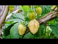 White Wild European Forest Strawberry Fragaria vesca