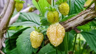 White Wild European Forest Strawberry Fragaria vesca