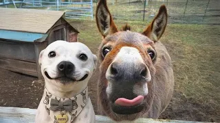 Funniest Animals Become the Most ADORABLE Best Friends! 🤣❤️