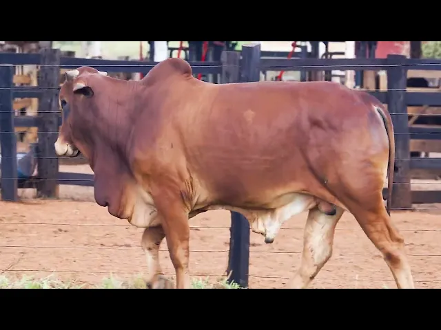 Touro Sindi SHFM - 54