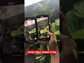 Download Lagu Wow Stabil banget kaya pake gimbal! Action Mode iPhone 14 Pro