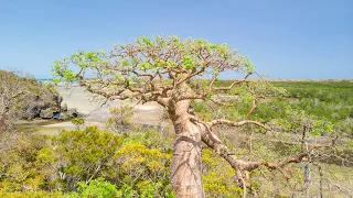 The Beautiful Baobabs of Madagascar – Ep. 147