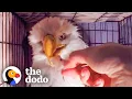 Download Lagu Woman Finds A Weak One-Eyed Eagle And Brings Her Back To Life | The Dodo