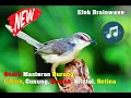 Download Lagu Suara Masteran Burung Ciblek, Gunung, Sawah, Kristal, Betina