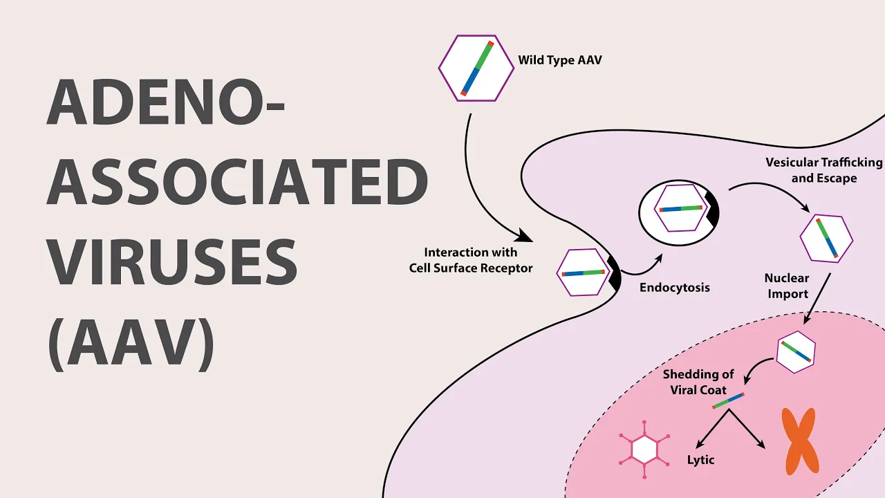 Adeno-Associated Virus (AAV) Introduction & Gene Therapy Applications
