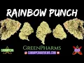 Rainbow Punch Strain Review - GreenPharms