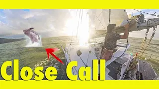 Lizard Island, tropical gem + We nearly hit a WHALE! Ep242