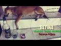 Download Lagu Story Wa mabuk(BETINA)
