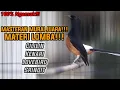 Download Lagu PANCINGAN AMPUH MURAI BATU LANGSUNG AUTO NGAMUK!!!TERCEPAT MERANGSANG EMOSI