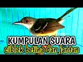 Download Lagu KUMPULAN suara ciblek betina dan jantan cepat menjadikan ciblek gacor.