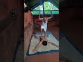 Kalari massage Yodha kalari sangam