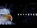 Download Lagu BGM ELANG ||😈 NADA DERING ELANG|| BGM NADA DERING SIKAP😎