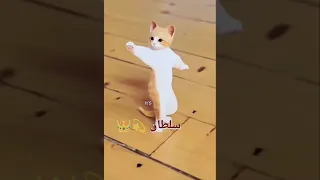 الاكتر طلبا سلطان سلطان Cat Baby العراق السعودية قطر الامارات الكويت البحرين اليمن الجزائر 