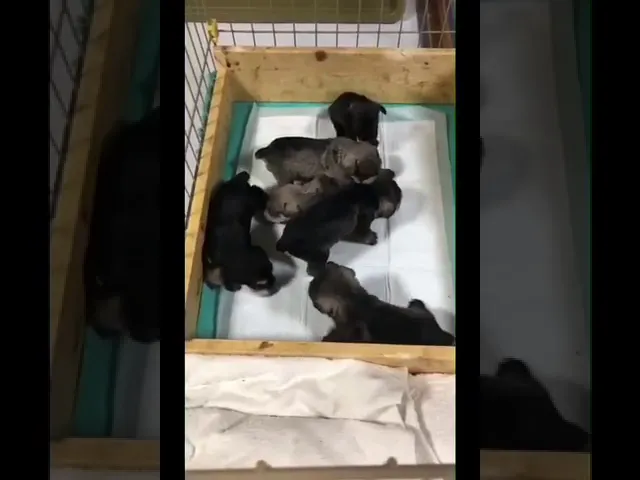 動画