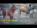 Download Lagu Persiapan H-1 sapi Super Balap menuju Piala Presiden di SKEP Bangkalan