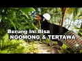 Lagu Burung Muslim? Bisa Assalamualaikum dan Tertawa Suara Burung Beo Pintar Record by EOS RP \u0026 50mm f1.2
