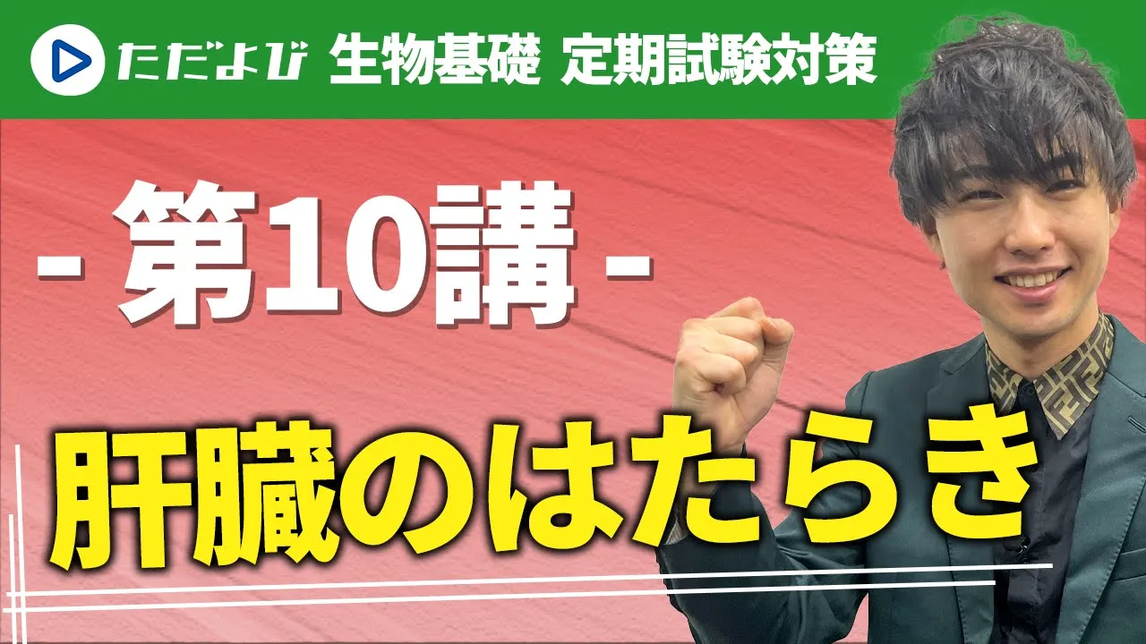 【生物基礎 定期試験対策】肝臓のはたらき*