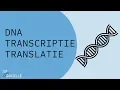 Download Lagu Van DNA naar eiwit: transcriptie en translatie