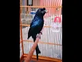 Download Lagu Gagah dan Jinak Full Isian // Srigunting Krantil Mata Merah Sumatera // FA Barus Channel