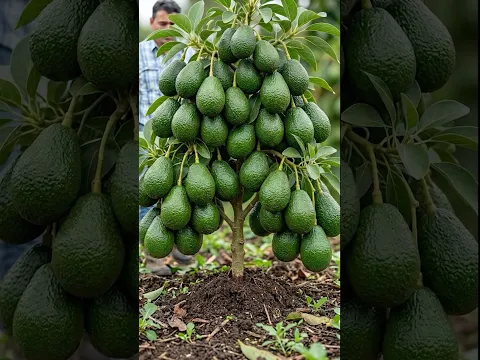 Simple ways to propagate avocado trees for high fruit yields using bananas.#Avocado #Grow