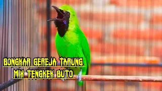 Download Ngamuk Isian GEREJA Tarung mix TENGKEK Buto - Cucak Ijo Gacor Bongkar Isian MP3