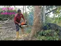 proses pemotongan pohon nangka,lokasi sempit.gergaji mesin stihl 070.
