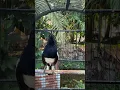 Download Lagu Kacer gacor ngeplong buka ekor #kacer #burung #kacergacor #birds #burungkicau #shorts