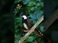 Download Lagu Eastern whipbird call#birds#birdsound#birdlover@mamatv8542.