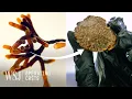 American-Farmed White Truffles Were Almost Impossible That s Changing WSJ Operating Costs