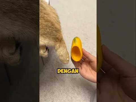 GADIS INI BIKIN SEPATU DARI KULIT MANGGA?! 😱🥭🐱