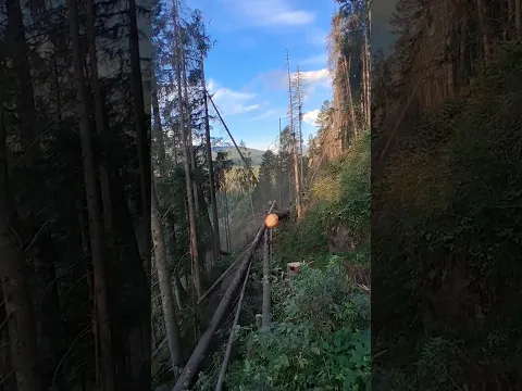 El increíble efecto dominó que provocó al cortar un árbol