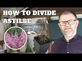 How to Divide Astilbes Astilbe Propagation Dividing False Goat s Beard Perennials for Shade