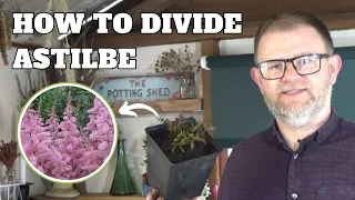 How to Divide Astilbes Astilbe Propagation Dividing False Goat s Beard Perennials for Shade