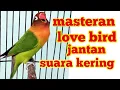 Download Lagu Masteran lovebird jantan ngekek panjang suara kering