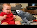 Lagu This Baby’s Reaction to a Talking Parrot Is HILARIOUS 🤣👶🦜 Funniest Parrots Moments 😂