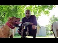 The Red Nose Pitbull - Camelot blood
