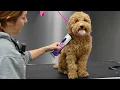 Owner Warned Me He Was Difficult Watch What Actually Happened