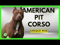 AMERICAN PIT CORSO UNIQUE MIX OF THE CANE CORSO