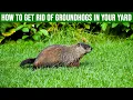How to Get Rid of Groundhogs in Your Yard 4 Easy Steps