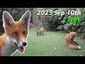 Download Lagu Foxes Live - 2025 September 10th