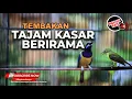 Lagu 🔴 Live Masteran Juwara Tembakan Panjang Cucak Cungkok Super Gacor Kasar vs Kolibri Manggar Gacor