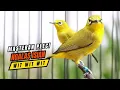 Download Lagu Masteran Pleci Nembak Wit Wit Suara Jernih