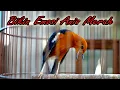 Download Lagu PANCINGAN EMOSI ANIS MERAH, ANIS MERAH TELER MEWAH