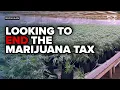No more marijuana tax Michigan senators repeal tax after sales drop